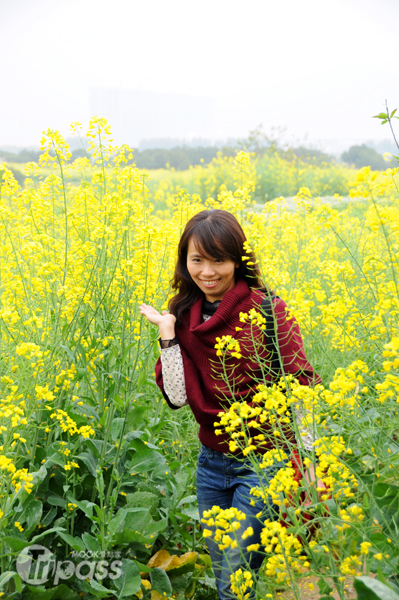 油菜花田盛開時節，猶如一片金黃色花海。（攝影／MOOK景點家旅遊生活網李欣怡）