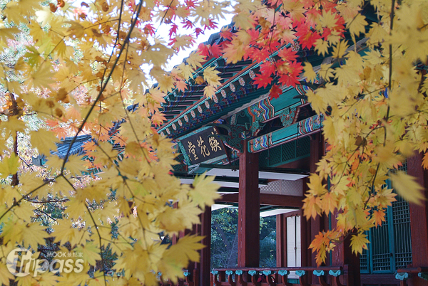 位於首爾的昌慶宮，在逐漸轉紅的楓葉襯托下，古意盎然。（圖片提供／韓國觀光公社）