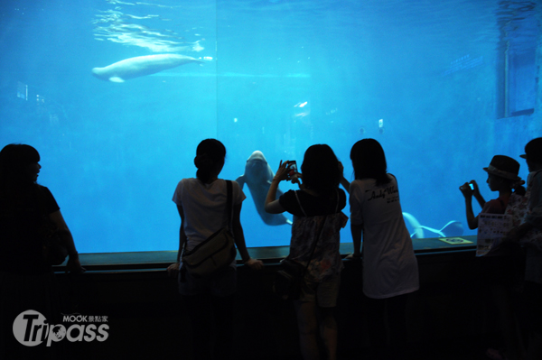 喜歡盯著人類看的無鰭海豚十分受到遊客喜愛。（攝影／MOOK景點家旅遊生活網李欣怡）