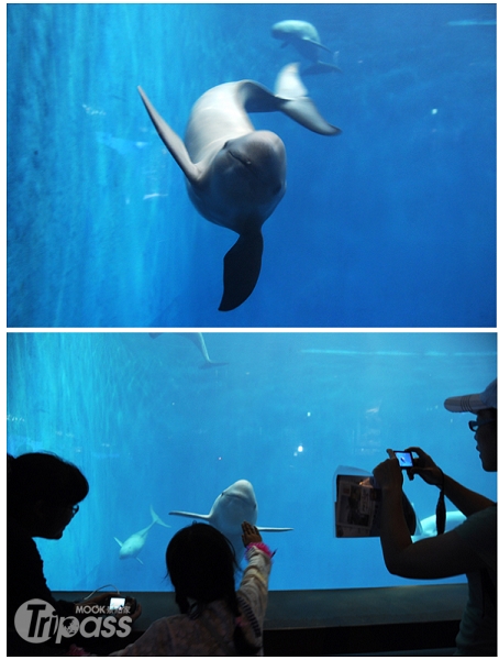 在鳥羽水族館可以與海豚近距離接觸。（攝影／MOOK景點家旅遊生活網李欣怡）