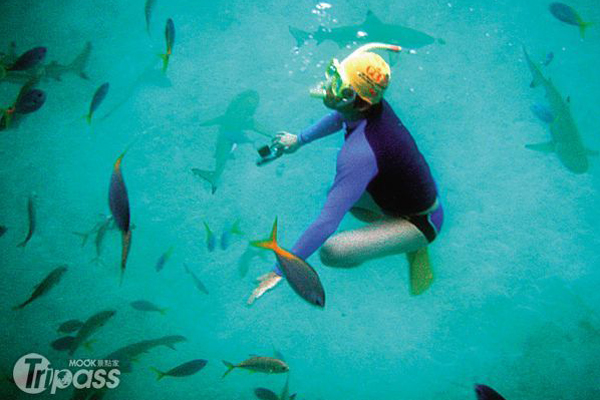 與魚群共游，為旅遊帛琉的經典玩法。（圖片提供／墨刻編輯部）