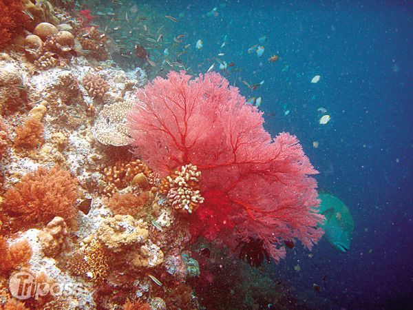 色彩繽紛的珊瑚與海底生物蔚為奇觀，讓人不虛此行。（圖片提供／墨刻編輯部）