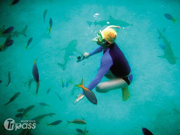 在帛琉海域能輕鬆與魚兒共游，也是潛水者的天堂。（圖片提供／墨刻編輯部）