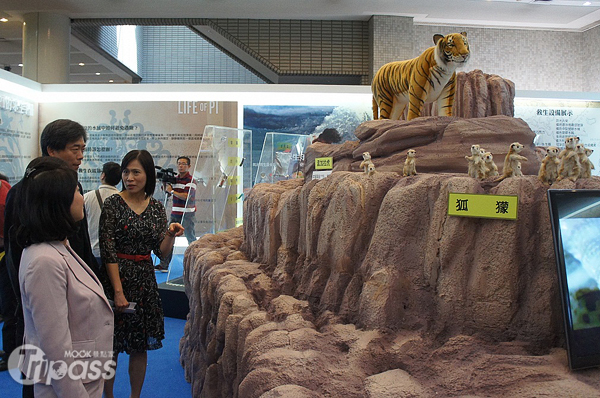 在「旅途中的神奇動物夥伴」展區，可見到可愛的狐獴與兇猛的老虎。（圖片提供／國立自然科學博物館）