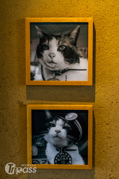 「服務」於貴志站的貓站長小玉，在車站裡有非常多牠的照片、獎狀及相關用品陳列。（圖片提供／墨刻編輯部吳榮邦）