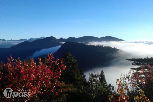 秋遊阿里山可見雲海、楓紅相輝映的奇觀。（圖片提供／林務局嘉義林區管理處）