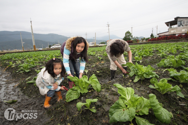 三星農村體驗之旅，親下銀柳田及菜園，採收最具財運的銀柳及年味十足的芥菜及蘿蔔。（圖片提供／三星地區農會）