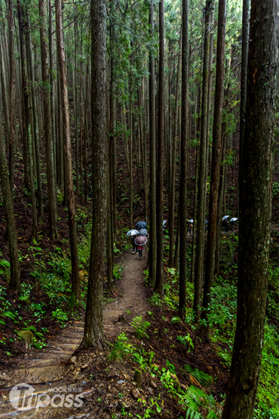 超過千年歷史的熊野古道，一路上林木參天。（攝影／墨刻編輯部吳榮邦）