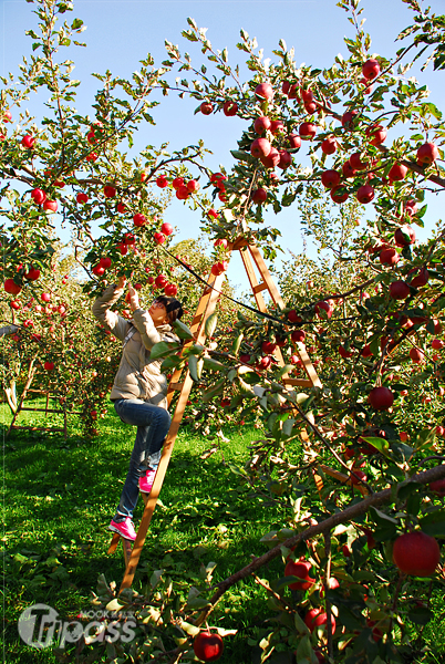 親手摘採蘋果更能體驗秋收的樂趣。（攝影／墨刻編輯部呂宛霖）