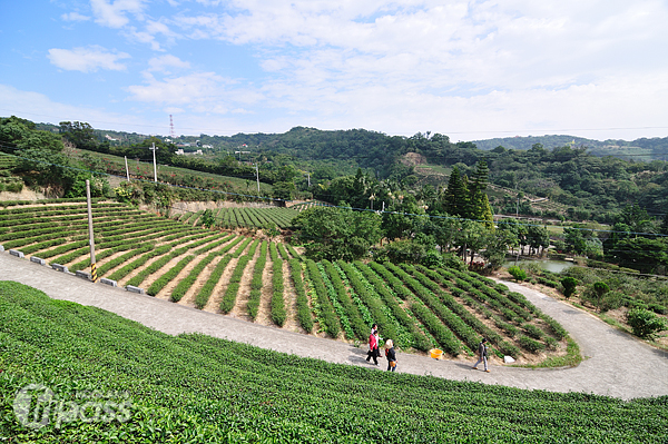 位於龍潭的三水茗園，曾為茶裏王廣告的拍攝場景。（攝影／MOOK景點家旅遊生活網陳冠鑫）