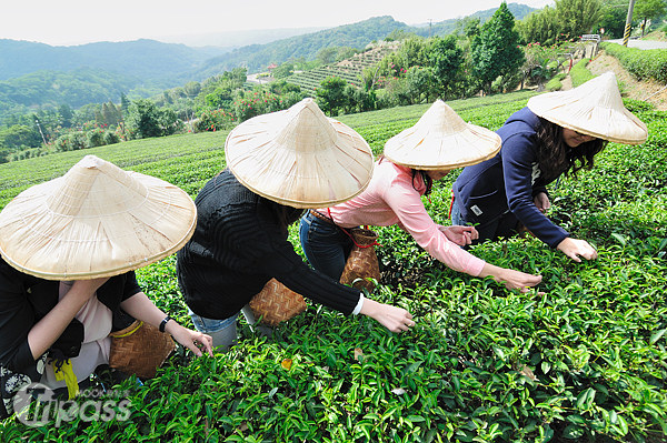 在產茶季節來到山水茗園，還可體驗親手採茶的樂趣。（攝影／MOOK景點家旅遊生活網陳冠鑫）