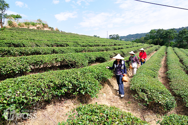 悠閒自在地漫步於茶園間，享受難得的假期。（攝影／MOOK景點家旅遊生活網陳冠鑫）