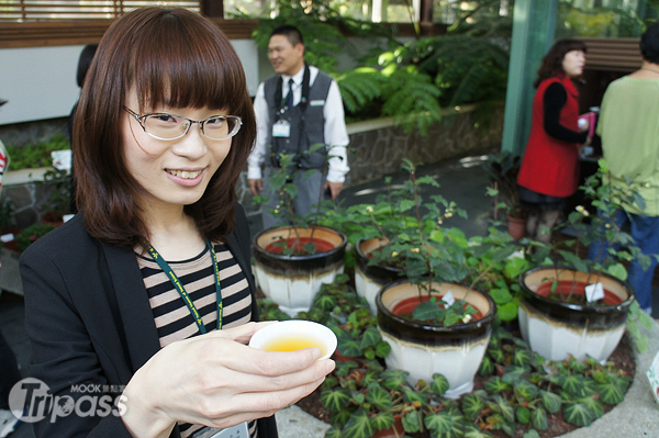 在此次特展中，可以欣賞10餘種台灣野生山茶活體種原和「台茶18號」等台灣知名茶飲相關樹種。（圖片提供／自然科學博物館）