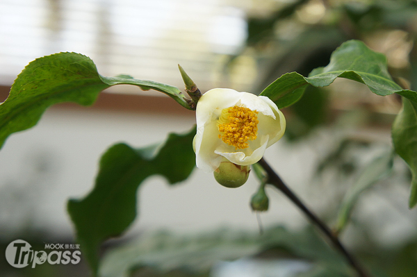 台茶18號的花朵小巧可愛，兼具觀賞價值。（圖片提供／自然科學博物館）