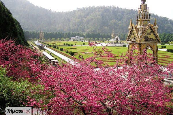 邁入第13年的九族櫻花祭，即將於2月1日登場。（圖片提供／墨刻編輯部）