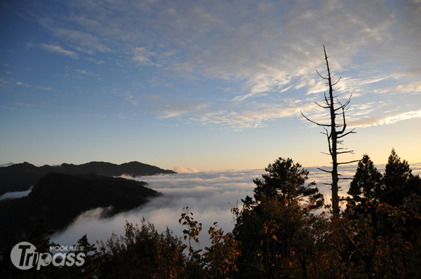 阿里山的雲海奇觀。（圖片提供／嘉義林區管理處）