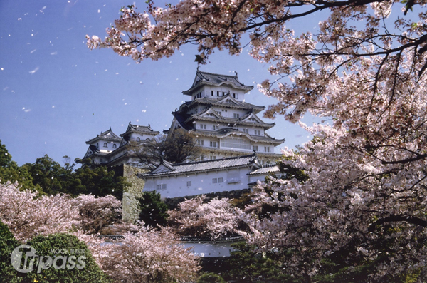 今年日本櫻花的花期較以往稍晚，相較於去年則提前來臨。（圖片提供／日本交流協會台北事務所）