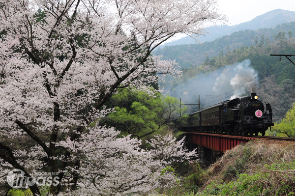 乘坐大井川鐵道SL蒸氣機關車，追逐春日的櫻。（圖片提供／大井川鐵道株式會社）