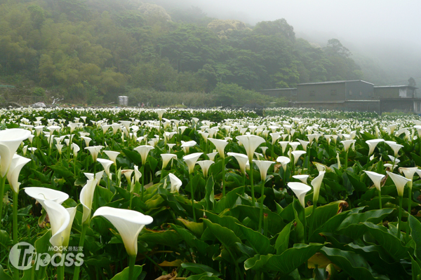 白色海芋已在陽明山竹子湖展現高雅潔靜之美。（圖片提供／北投區農會）