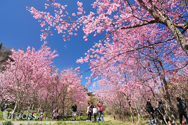 春神信手一揮，繽紛花海讓旅人們爭相追逐，將美景收藏於心中。（圖片提供／David Chen）