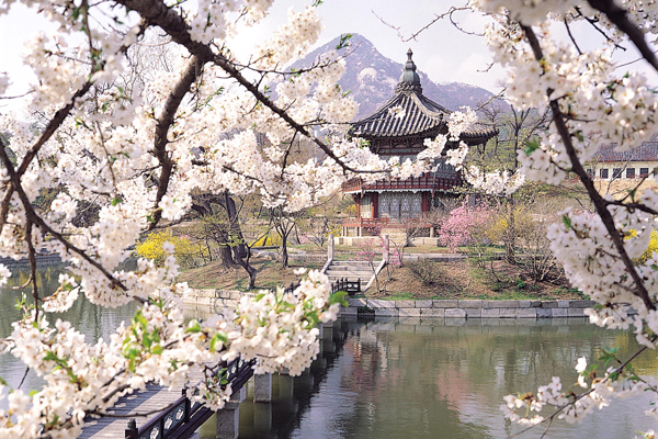 參加韓國櫻花季，除了體驗夢幻的櫻花場景，眾多慶典活動更是值得一看。（圖片提供／韓國觀光公社）