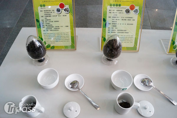 3月起的茶鄉親體驗活動，帶領民眾認識瞭解茶葉在生活中的各種應用性。（圖片提供／國立自然科學博物館）