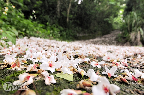 每年春季的重頭戲—桐花祭，在全台陸續登場，民眾不妨趁著假日至各地欣賞四月雪美景。（攝影／MOOK景點家旅遊生活網陳冠鑫）