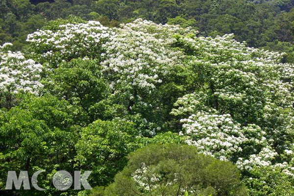 土城桐花公園，在每年桐花盛開的季節，還能欣賞滿山春雪浪漫美景。（圖片提供／新北市政府農業局）