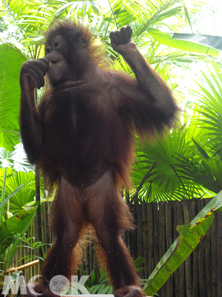 今年的沙巴暑期美語夏令營，將規劃探索棲息於沙巴的馬來西亞珍寶紅毛猩猩。（圖片提供／馬來西亞觀光局）