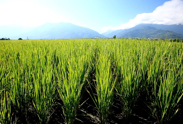 大片綠油油的稻田是到訪者的最愛！（圖片來源／台東縣政府觀光旅遊網）