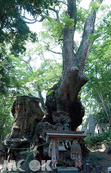 來宮神社裡樹齡超過兩千年的神木。（圖片提供／TRAVELER Luxe旅人誌）