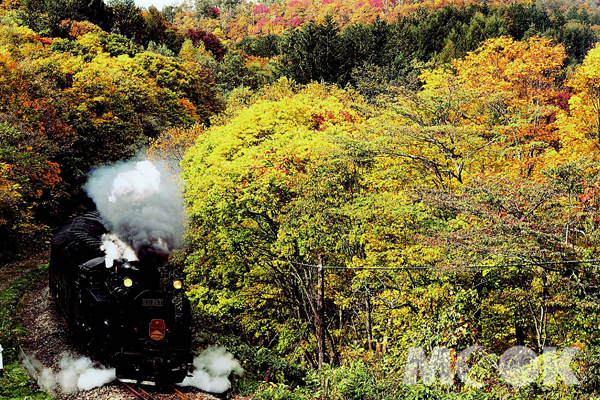 復古車頭的黑色SL蒸汽火車，帶領著乘客們輕探北國之秋（圖片提供／墨刻編輯部）