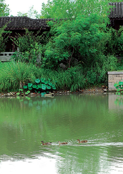 西溪濕地內悠然自得的野鴨。（圖片提供／TRAVELER Luxe旅人誌）