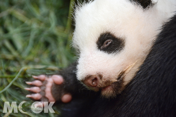 小小熊貓「圓仔」，終於在初生第42天後張開眼睛看見媽媽了。（圖片提供／台北市立動物園）