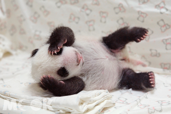 超可愛的小熊貓「圓仔」，最近成為全台灣的注目焦點。（圖片提供／台北市立動物園）