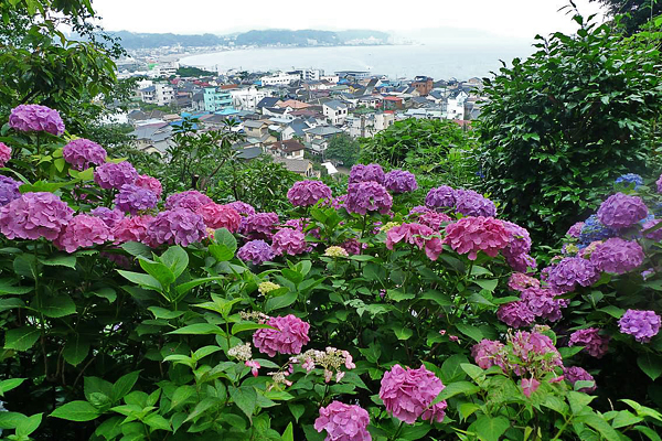 望著海岸的繡球花，開成一朵朵關於鎌倉的柔美記憶。（圖片提供／Milly）