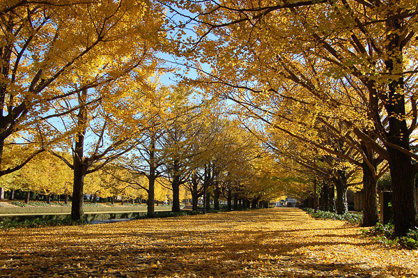 11月起，東京將逐漸轉為楓紅一片，網友們可得把握時間。（圖片來源／取自kouyou.nihon-kankou.or.jp網站）