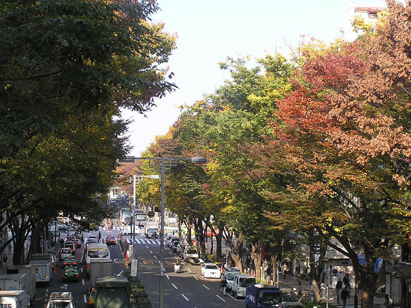 想要同時感受時尚東京與楓紅交織的獨特氣息，就來表參道吧！（圖片來源／取自kouyou.nihon-kankou.or.jp網站）