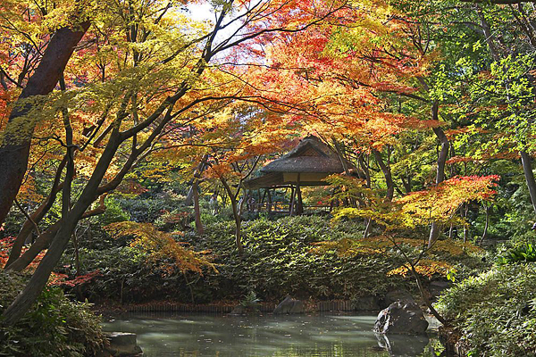 六義園會在夜間以燈光打造獨特的賞楓氛圍。（圖片來源／取自kouyou.nihon-kankou.or.jp網站）