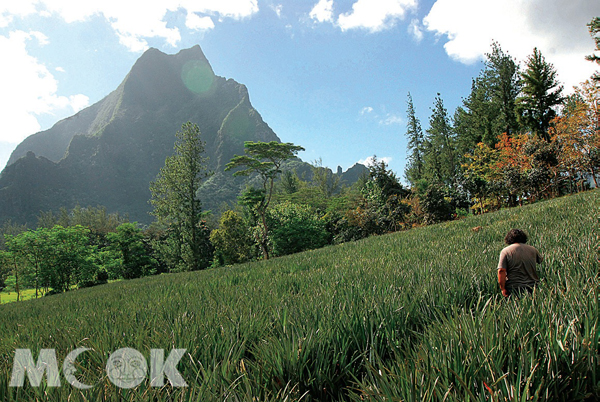 茉莉亞島山形粗獷奇特，到處是鳳梨田。（攝影／TRAVELER Luxe旅人誌林志恆）