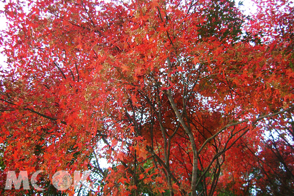 秋日的雪霸換上新裝，以璀璨的楓紅迎接旅人到來。（圖片提供／中華綠生活休閒發展協會）