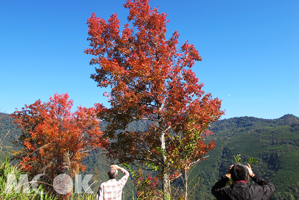 秋日的司馬庫斯，多了一抹紅葉的繽紛與浪漫。（圖片提供／中華綠生活休閒發展協會）