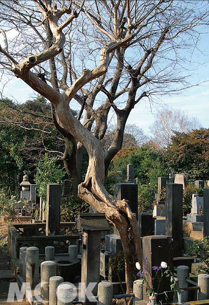 日本人對於生死概念和我們不同，住宅區裡有或大或小的墓園是常見的風景。（圖片提供／TRAVELER Luxe旅人誌）