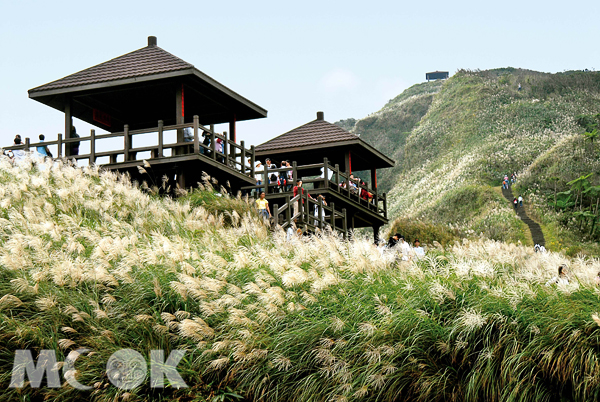 東北角海岸的秋日芒花季，即將在11月16日展開。（圖片提供／東北角暨宜蘭海岸國家風景區管理處）