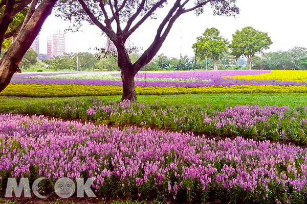 涼爽的秋日，騎著自行車到古亭河濱公園欣賞浪漫的水岸花毯。（圖片來源／取自戀戀河濱趴趴走粉絲團）