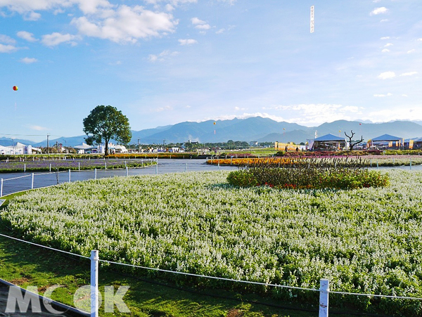 新社大面積的花海編織出浪漫花毯，是入秋親子旅遊、情侶出遊的人氣地點。（圖片來源／取自新社花海官網）