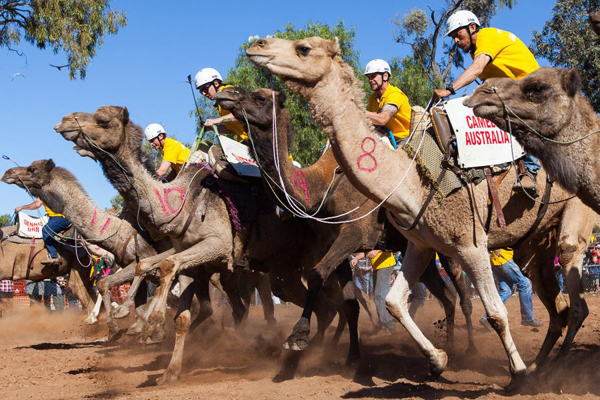 澳洲的野生駱駝數量世界第一，在當地還有以駱駝為主題的狂歡活動。（圖片來源／取自Lasseters Camel Cup官網）