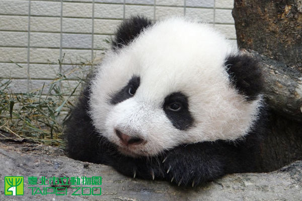 想要了解圓仔的可愛生活，只要透過動物園的官網就可以線上收看。（圖片來源／取自台北市立動物園官網）