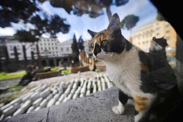 不止台灣有貓村，日本、義大利、土耳其和美國同樣也有因為貓咪而超人氣的景點。（圖片來源／取自http://friendsofromancats.org網站）