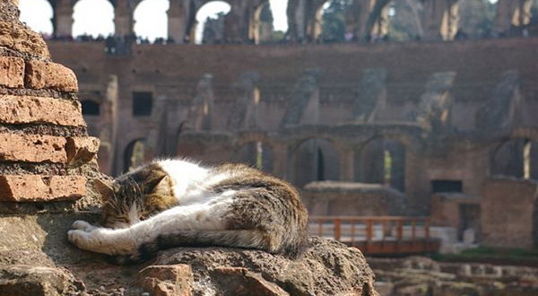 義大利羅馬的銀塔廣場，近年因為眾多貓咪而吸引許多觀光客前往。（圖片來源／取自http://news.softpedia.com網站）